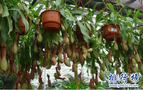 世界十大毒王植物：罂粟毒品之王最害人