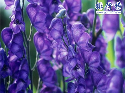 世界十大毒王植物：罂粟毒品之王最害人