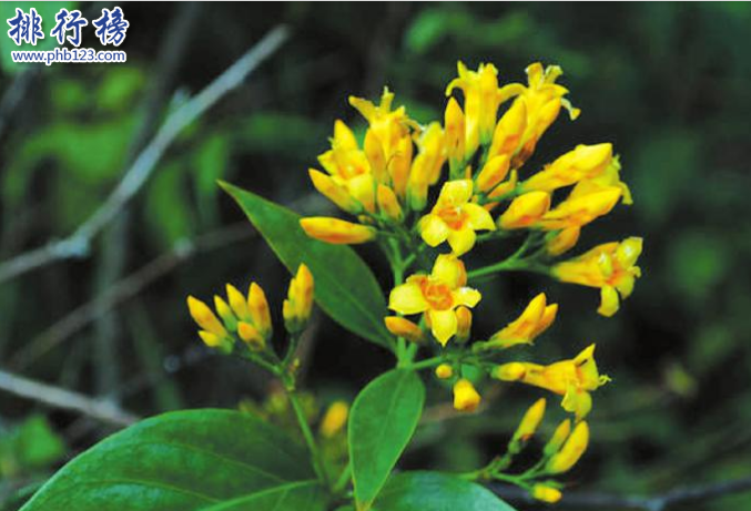 世界十大毒王植物：罂粟毒品之王最害人