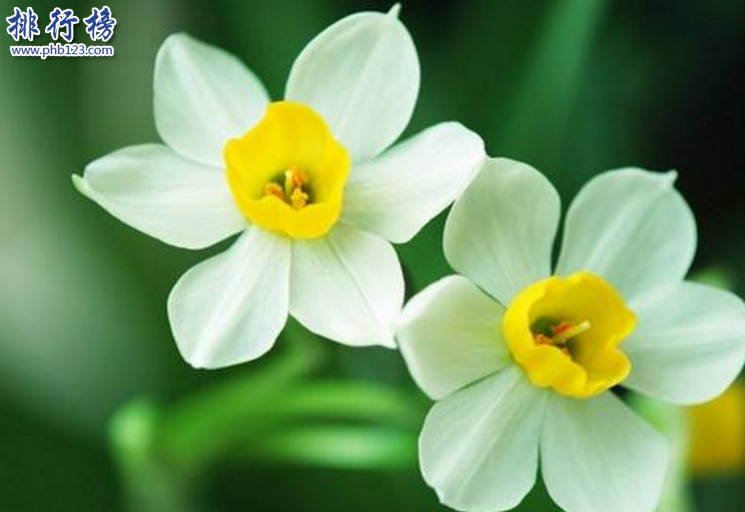 　　导语：花是每个女孩子都喜欢的一种可以观赏的美丽的花卉，每一种花都有不同的花语和寓意。今天排行榜123网小编为大家盘点了中国四大名花介绍，一起来看看这些美丽的花吧!  　　中国四大名花：牡丹、菊花、山茶、水仙  　　四、福建漳州的水仙  　　水仙又称玉玲珑、雪中花等多个称呼，我们生活中常见的水仙花是白色的，其实还有一种是黄色的喇叭水仙。水仙属于草本植物在中国已经有1000多年的历史是中国四大名花之一，全世界有水仙花800多个品种其中只有10几种是最好看的，这种花适合生存在温暖湿润的土地一般在福建漳州、厦门等地方比较常见，长得非常的秀丽还带着清香。  　　水仙花的华语：  　　中国水仙花的花语是思念、纯洁的人生、想你的寓意，西洋水仙的花语是期盼爱情、坚贞的爱情。黄水仙寓意着回忆往事重温爱情。山水仙的寓意是欣欣向荣、美好时光的意思。  　　三、云南昆明的山茶  　　山茶花是一种植物，树很大叶子很茂盛开出的花也比较大的是中国传统的花木之一。喜欢在土层深厚、有机质丰富的疏阴湿润地生存，一般分布在云南西部山地和滇中高原已经有1000多年的历史，在国内有很多名贵的山茶花品种其中包括恨天高.朱砂紫袍.大紫袍等。  　　山茶花的花语：可爱、理想的爱、有魅力  　　二、浙江杭州的菊花  　　菊花又称黄花、秋菊、黄华等多个称呼属于草本植物是经过人工培育的名贵可以观赏的花卉，有几千个品种是中国四大名花之一已经有3000多年的历史，一般在浙江杭州比较常见这种花，那么的人几乎家家户户都会养菊花每年的10月份会举行花卉展览成为全市规模最大的旅游文化活动。  　　菊花的花语：清净、我爱你、真情  　　一、河南洛阳的牡丹  　　牡丹又称白茸、木芍药、富贵花等多种称呼是中国最早培育的一种花卉，喜欢生长在阳光充足排水良好的中性壤土中，我们拥有大量的牡丹花卉种植资源历史悠久一般在洛阳、北京、铜陵等地方可以看到这种花卉。牡丹花很好看而且还有药用价值可以养血、美容养颜、治疗女性痛经等症状。  　　牡丹花花语：圆满、富贵、美丽  　　结语：以上就是排行榜123网小编为大家盘点的中国四大名花，这些名花已经有几千年的历史在中国文化中有很重要的地位。