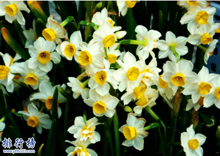 　　导语：花是每个女孩子都喜欢的一种可以观赏的美丽的花卉，每一种花都有不同的花语和寓意。今天排行榜123网小编为大家盘点了中国四大名花介绍，一起来看看这些美丽的花吧!  　　中国四大名花：牡丹、菊花、山茶、水仙  　　四、福建漳州的水仙  　　水仙又称玉玲珑、雪中花等多个称呼，我们生活中常见的水仙花是白色的，其实还有一种是黄色的喇叭水仙。水仙属于草本植物在中国已经有1000多年的历史是中国四大名花之一，全世界有水仙花800多个品种其中只有10几种是最好看的，这种花适合生存在温暖湿润的土地一般在福建漳州、厦门等地方比较常见，长得非常的秀丽还带着清香。  　　水仙花的华语：  　　中国水仙花的花语是思念、纯洁的人生、想你的寓意，西洋水仙的花语是期盼爱情、坚贞的爱情。黄水仙寓意着回忆往事重温爱情。山水仙的寓意是欣欣向荣、美好时光的意思。  　　三、云南昆明的山茶  　　山茶花是一种植物，树很大叶子很茂盛开出的花也比较大的是中国传统的花木之一。喜欢在土层深厚、有机质丰富的疏阴湿润地生存，一般分布在云南西部山地和滇中高原已经有1000多年的历史，在国内有很多名贵的山茶花品种其中包括恨天高.朱砂紫袍.大紫袍等。  　　山茶花的花语：可爱、理想的爱、有魅力  　　二、浙江杭州的菊花  　　菊花又称黄花、秋菊、黄华等多个称呼属于草本植物是经过人工培育的名贵可以观赏的花卉，有几千个品种是中国四大名花之一已经有3000多年的历史，一般在浙江杭州比较常见这种花，那么的人几乎家家户户都会养菊花每年的10月份会举行花卉展览成为全市规模最大的旅游文化活动。  　　菊花的花语：清净、我爱你、真情  　　一、河南洛阳的牡丹  　　牡丹又称白茸、木芍药、富贵花等多种称呼是中国最早培育的一种花卉，喜欢生长在阳光充足排水良好的中性壤土中，我们拥有大量的牡丹花卉种植资源历史悠久一般在洛阳、北京、铜陵等地方可以看到这种花卉。牡丹花很好看而且还有药用价值可以养血、美容养颜、治疗女性痛经等症状。  　　牡丹花花语：圆满、富贵、美丽  　　结语：以上就是排行榜123网小编为大家盘点的中国四大名花，这些名花已经有几千年的历史在中国文化中有很重要的地位。