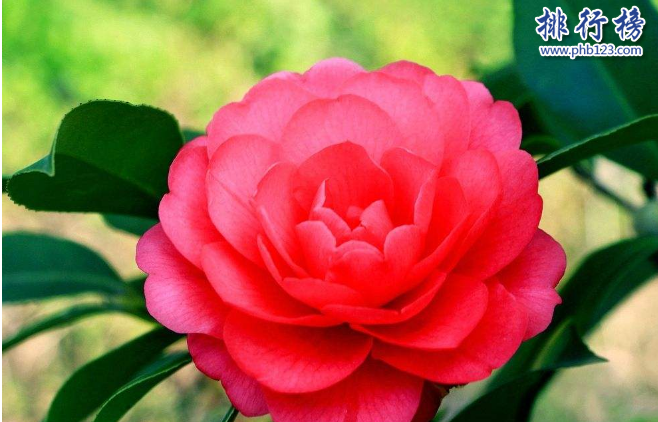 　　导语：花是每个女孩子都喜欢的一种可以观赏的美丽的花卉，每一种花都有不同的花语和寓意。今天排行榜123网小编为大家盘点了中国四大名花介绍，一起来看看这些美丽的花吧!  　　中国四大名花：牡丹、菊花、山茶、水仙  　　四、福建漳州的水仙  　　水仙又称玉玲珑、雪中花等多个称呼，我们生活中常见的水仙花是白色的，其实还有一种是黄色的喇叭水仙。水仙属于草本植物在中国已经有1000多年的历史是中国四大名花之一，全世界有水仙花800多个品种其中只有10几种是最好看的，这种花适合生存在温暖湿润的土地一般在福建漳州、厦门等地方比较常见，长得非常的秀丽还带着清香。  　　水仙花的华语：  　　中国水仙花的花语是思念、纯洁的人生、想你的寓意，西洋水仙的花语是期盼爱情、坚贞的爱情。黄水仙寓意着回忆往事重温爱情。山水仙的寓意是欣欣向荣、美好时光的意思。  　　三、云南昆明的山茶  　　山茶花是一种植物，树很大叶子很茂盛开出的花也比较大的是中国传统的花木之一。喜欢在土层深厚、有机质丰富的疏阴湿润地生存，一般分布在云南西部山地和滇中高原已经有1000多年的历史，在国内有很多名贵的山茶花品种其中包括恨天高.朱砂紫袍.大紫袍等。  　　山茶花的花语：可爱、理想的爱、有魅力  　　二、浙江杭州的菊花  　　菊花又称黄花、秋菊、黄华等多个称呼属于草本植物是经过人工培育的名贵可以观赏的花卉，有几千个品种是中国四大名花之一已经有3000多年的历史，一般在浙江杭州比较常见这种花，那么的人几乎家家户户都会养菊花每年的10月份会举行花卉展览成为全市规模最大的旅游文化活动。  　　菊花的花语：清净、我爱你、真情  　　一、河南洛阳的牡丹  　　牡丹又称白茸、木芍药、富贵花等多种称呼是中国最早培育的一种花卉，喜欢生长在阳光充足排水良好的中性壤土中，我们拥有大量的牡丹花卉种植资源历史悠久一般在洛阳、北京、铜陵等地方可以看到这种花卉。牡丹花很好看而且还有药用价值可以养血、美容养颜、治疗女性痛经等症状。  　　牡丹花花语：圆满、富贵、美丽  　　结语：以上就是排行榜123网小编为大家盘点的中国四大名花，这些名花已经有几千年的历史在中国文化中有很重要的地位。