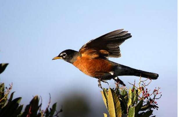 十大最叫声最好听的鸟，金青鸟天生的歌唱家