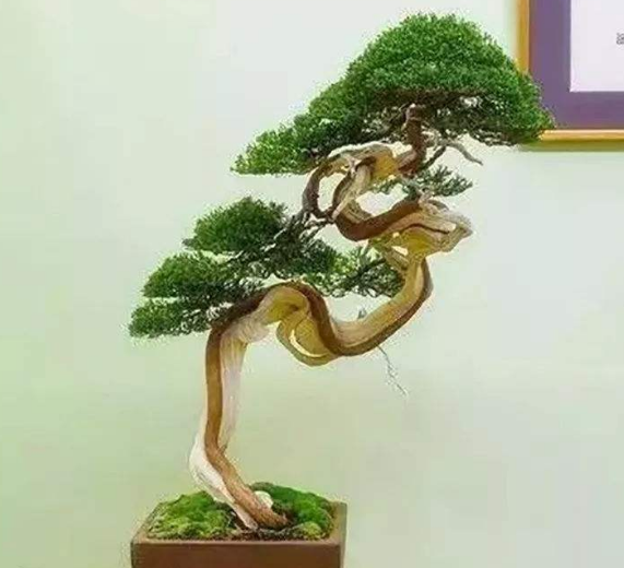 盆景树木种类前十名柏类排第一你养的哪种