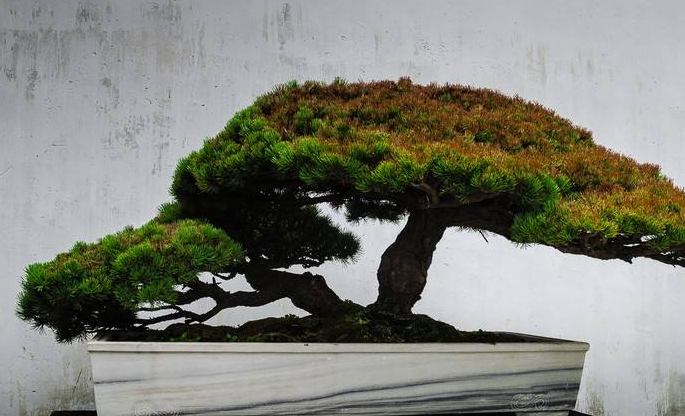 盆景树木种类前十名柏类排第一你养的哪种