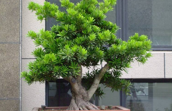 盆景树木种类前十名柏类排第一你养的哪种