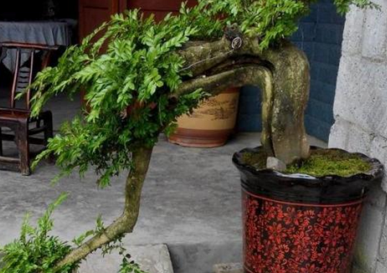 盆景树木种类前十名柏类排第一你养的哪种