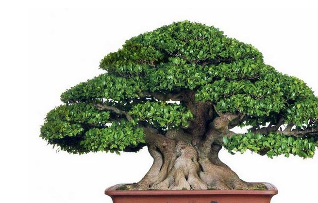 盆景树木种类前十名柏类排第一你养的哪种