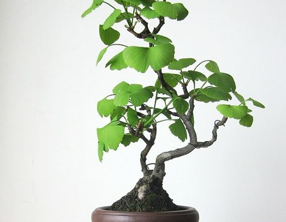 盆景树木种类前十名柏类排第一你养的哪种