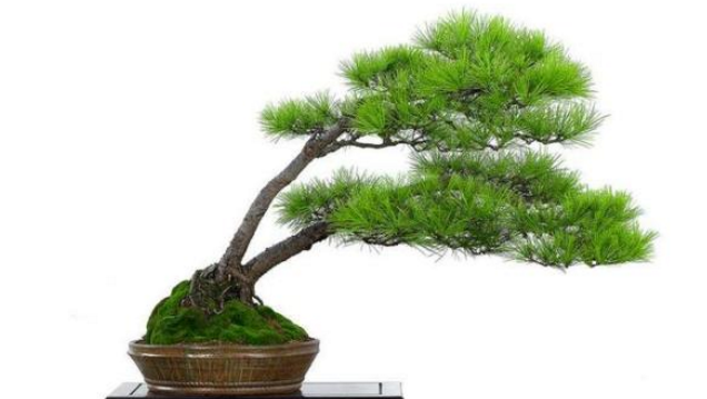 盆景树木种类前十名柏类排第一你养的哪种
