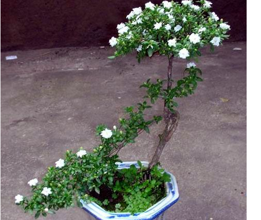 盆景树木种类前十名柏类排第一你养的哪种