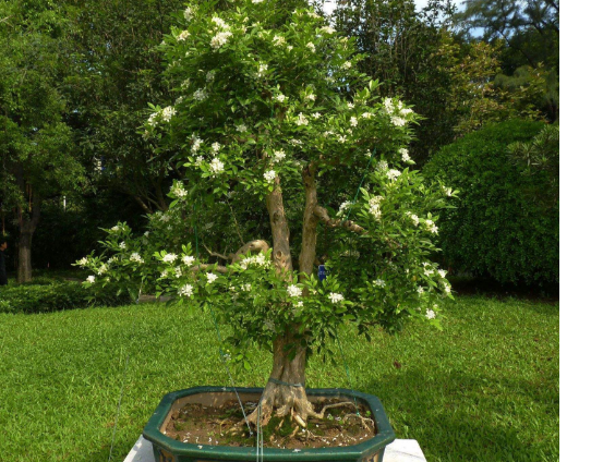 盆景树木种类前十名柏类排第一你养的哪种