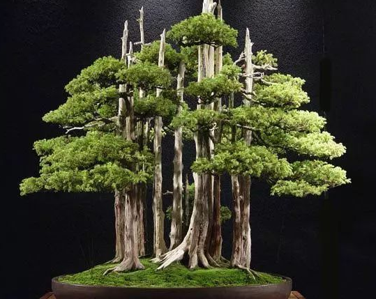 世界十大金奖盆景 中国黄雀梅盆景上榜