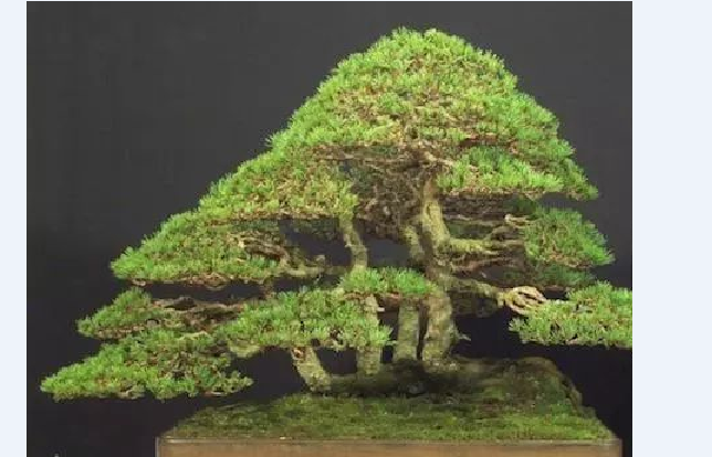 世界十大金奖盆景 中国黄雀梅盆景上榜