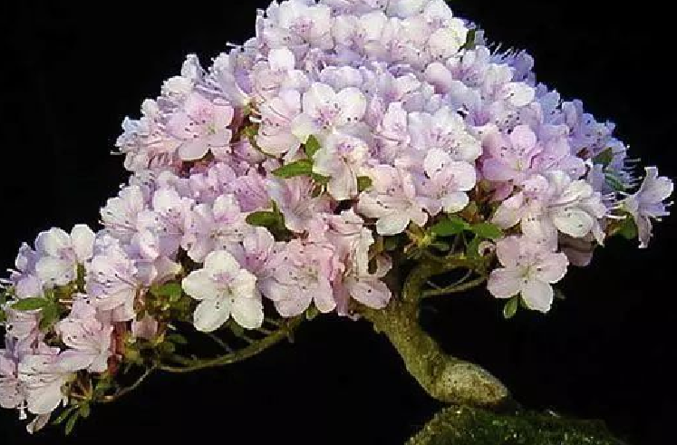 世界十大金奖盆景 中国黄雀梅盆景上榜