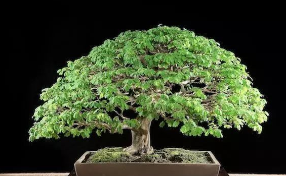 世界十大金奖盆景 中国黄雀梅盆景上榜