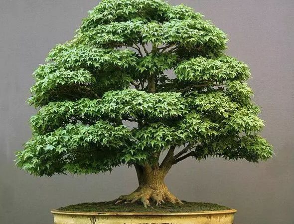 世界十大金奖盆景 中国黄雀梅盆景上榜