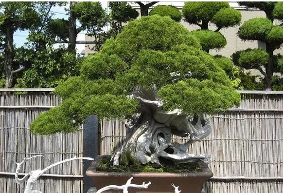 世界十大金奖盆景 中国黄雀梅盆景上榜