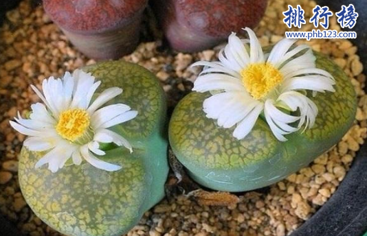 十大最稀有的多肉，最贵的竟然价值十万。