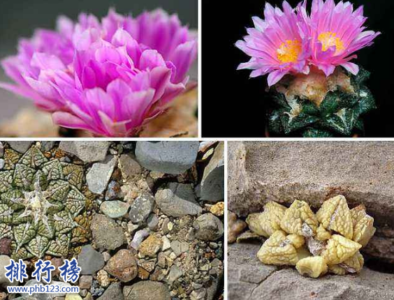 十大最稀有的多肉，最贵的竟然价值十万。