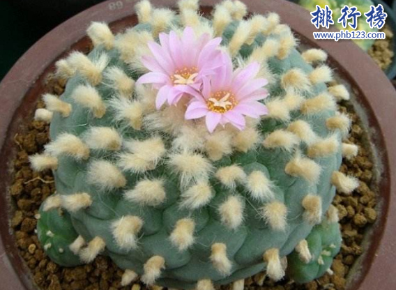 十大最稀有的多肉，最贵的竟然价值十万。