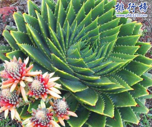 十大最稀有的多肉，最贵的竟然价值十万。