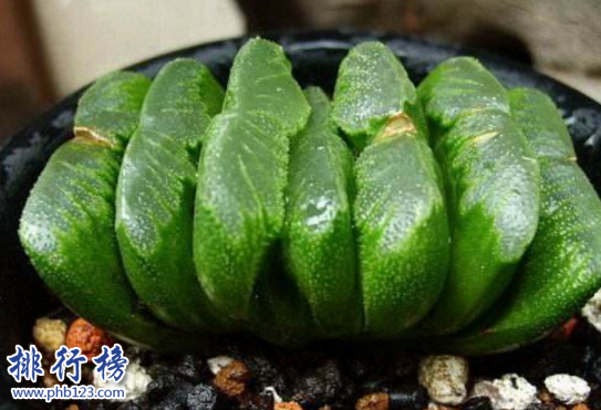 十大最稀有的多肉，最贵的竟然价值十万。