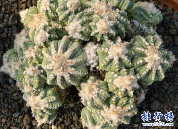 十大最稀有的多肉，最贵的竟然价值十万。