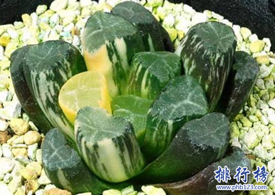 十大最稀有的多肉，最贵的竟然价值十万。