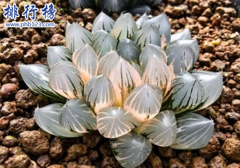 十大最稀有的多肉，最贵的竟然价值十万。