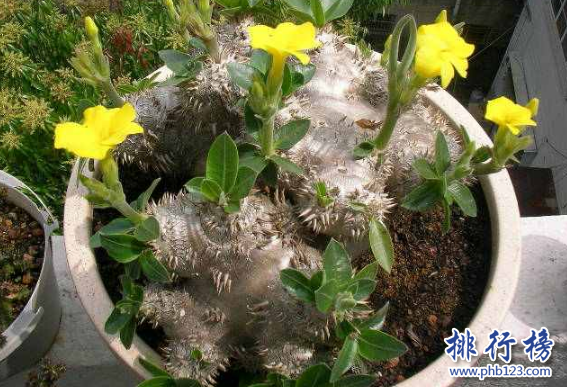 十大最稀有的多肉，最贵的竟然价值十万。