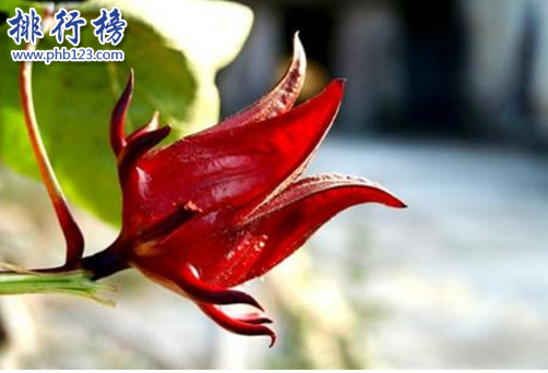 世界十大稀有水果,第一种你可能见都没见过