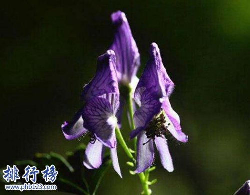 全球十大毒性最强植物,最后三种最常见,千万小心！