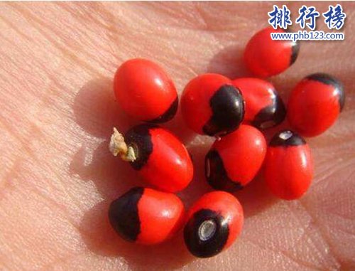 全球十大毒性最强植物,最后三种最常见,千万小心！