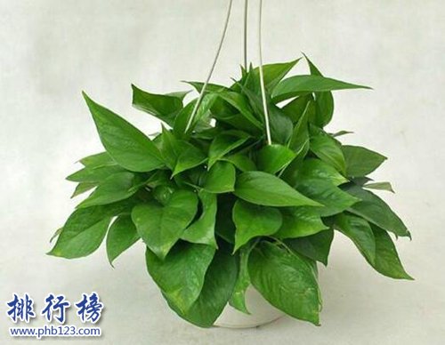 家中养什么植物好？适合家养的十种植物！