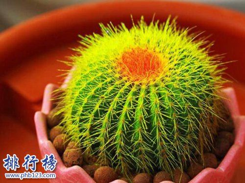 家中养什么植物好？适合家养的十种植物！