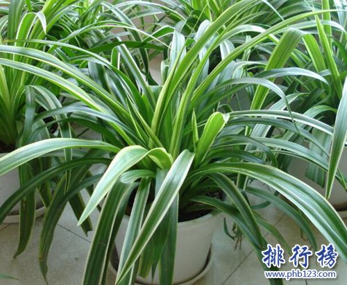 家中养什么植物好？适合家养的十种植物！