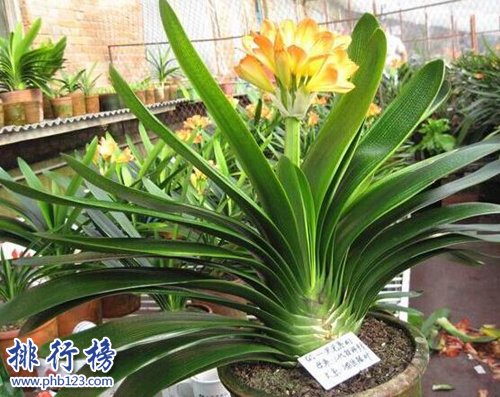 家中养什么植物好？适合家养的十种植物！