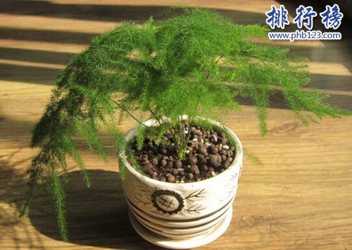 家中养什么植物好？适合家养的十种植物！