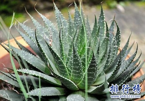 家中养什么植物好？适合家养的十种植物！