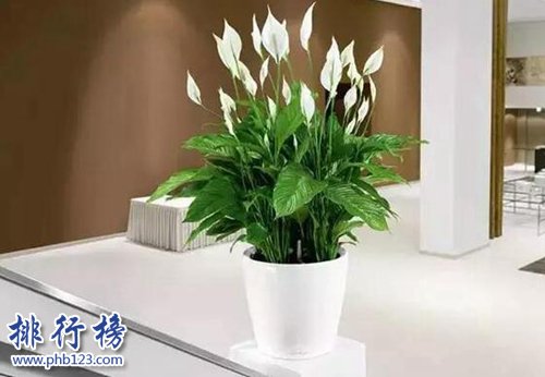 家中养什么植物好？适合家养的十种植物！