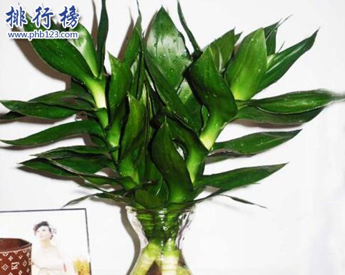 家中养什么植物好？适合家养的十种植物！