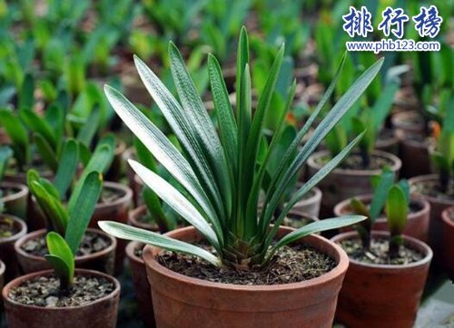 十大镇宅辟邪的植物，虎皮兰最招财！