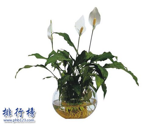 十大镇宅辟邪的植物，虎皮兰最招财！