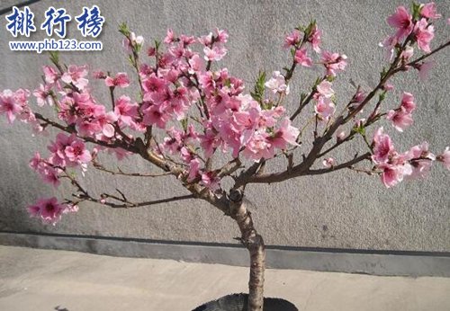 十大镇宅辟邪的植物，虎皮兰最招财！