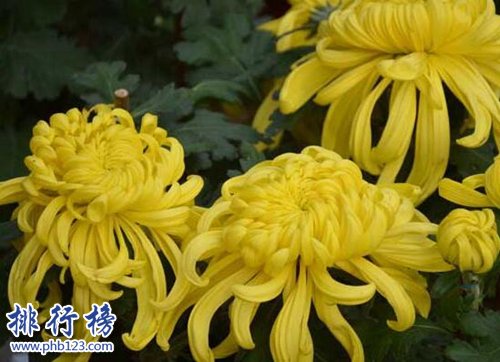 十大镇宅辟邪的植物，虎皮兰最招财！