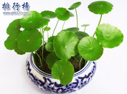 十大镇宅辟邪的植物，虎皮兰最招财！