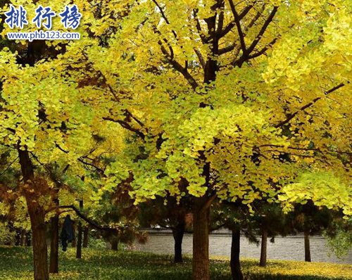 十大镇宅辟邪的植物，虎皮兰最招财！