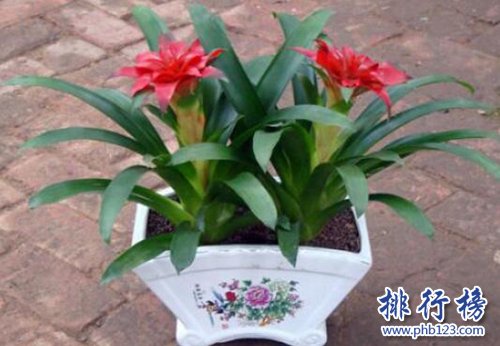 十大镇宅辟邪的植物，虎皮兰最招财！