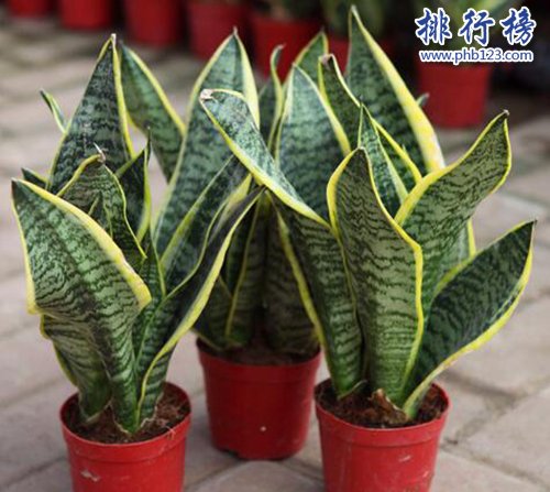 十大镇宅辟邪的植物，虎皮兰最招财！